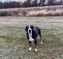 Dozer